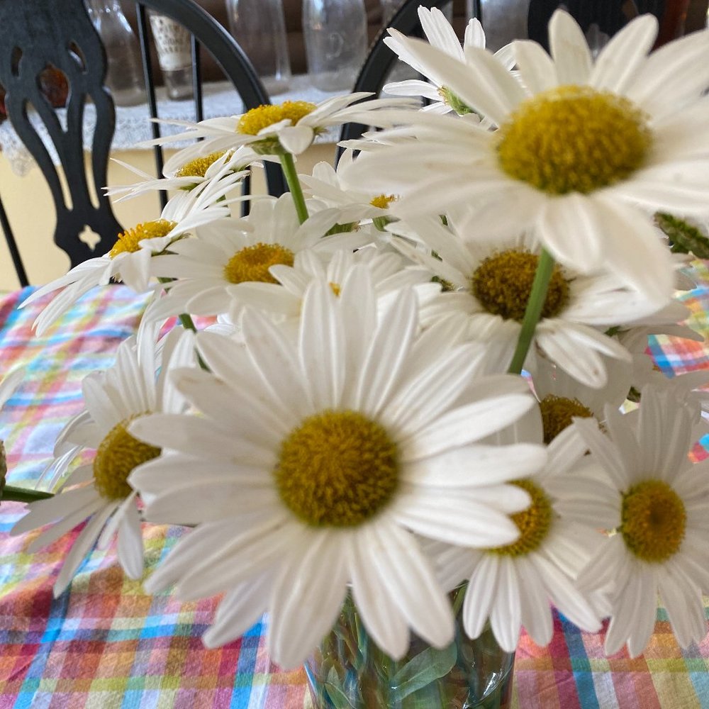 Meet your Posher, Jodi